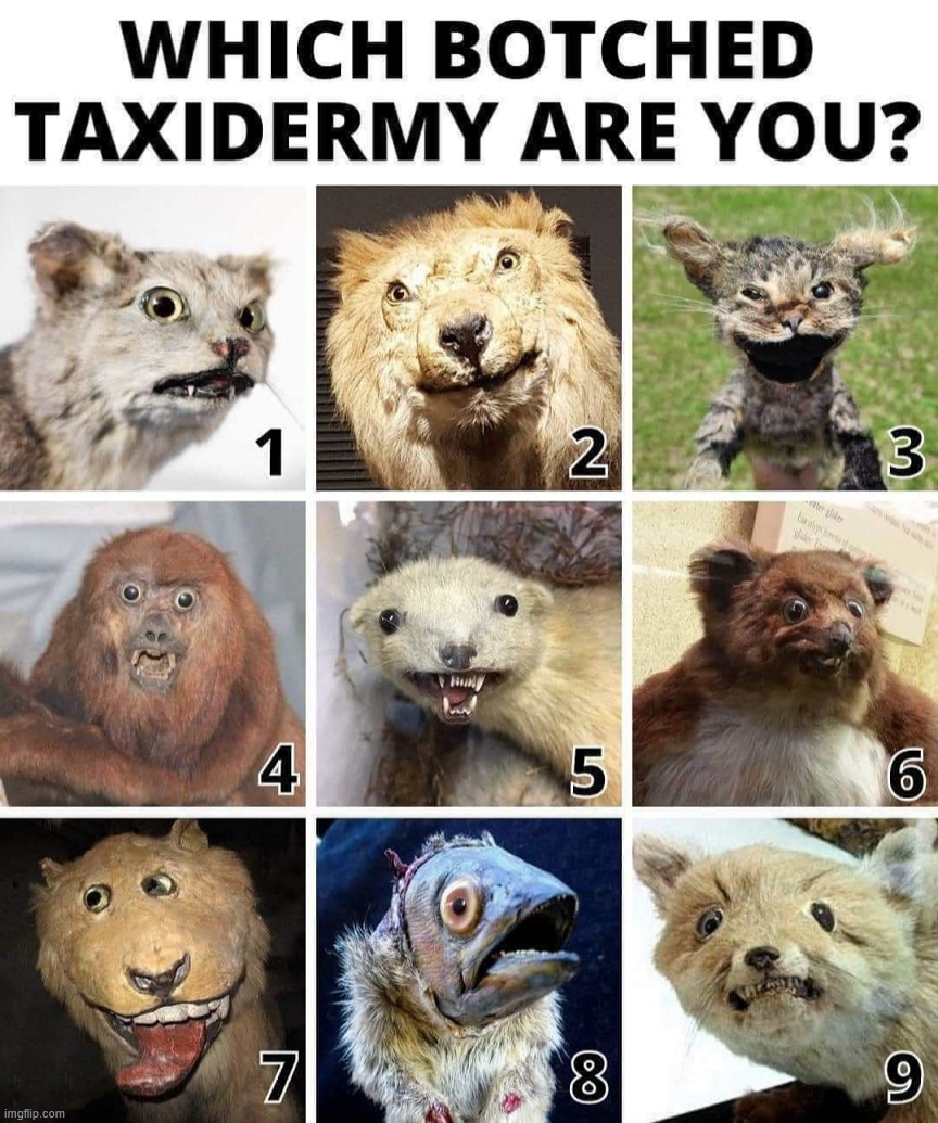 Bad taxidermy | image tagged in cursed image | made w/ Imgflip meme maker