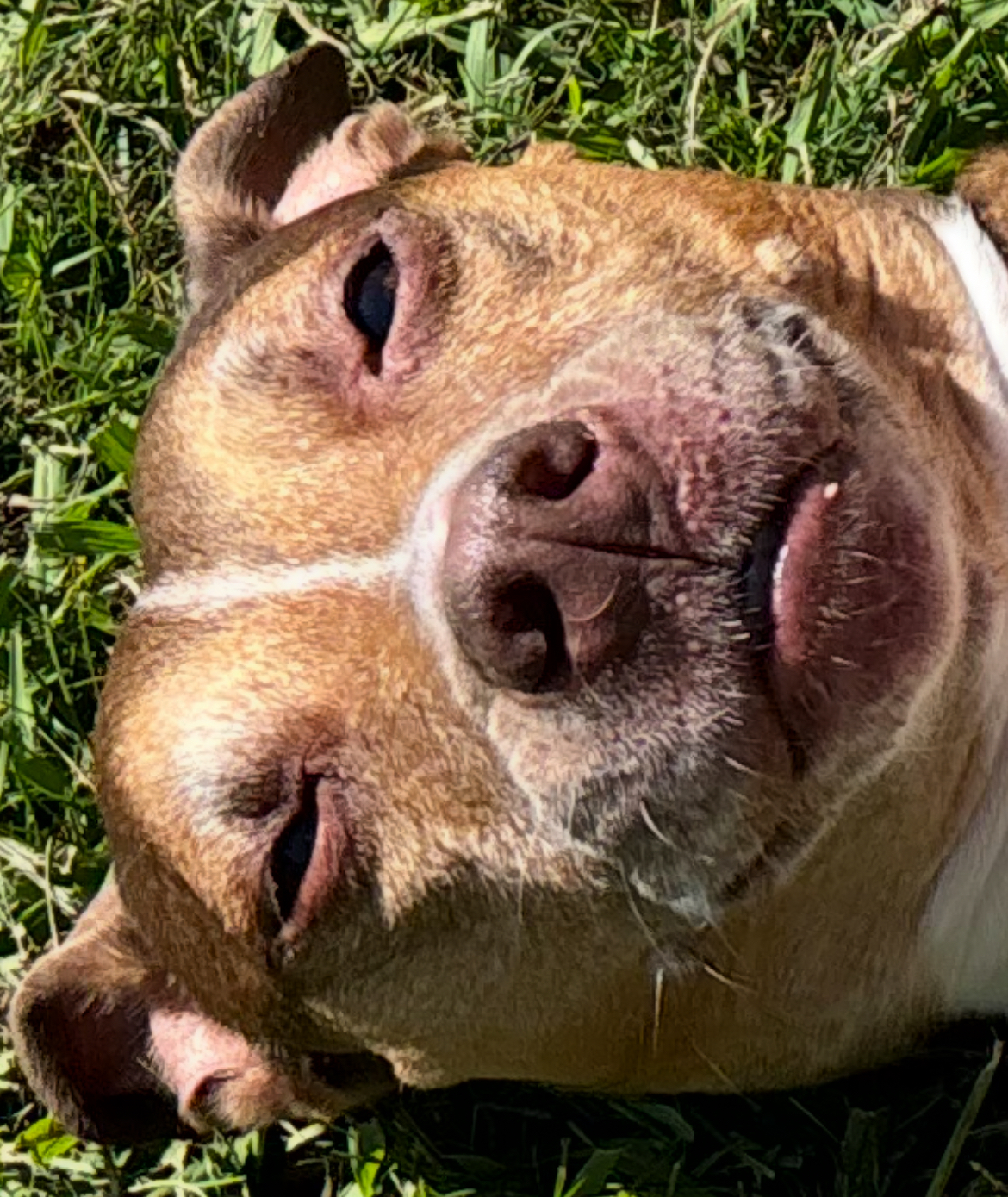 fishdog Blank Meme Template