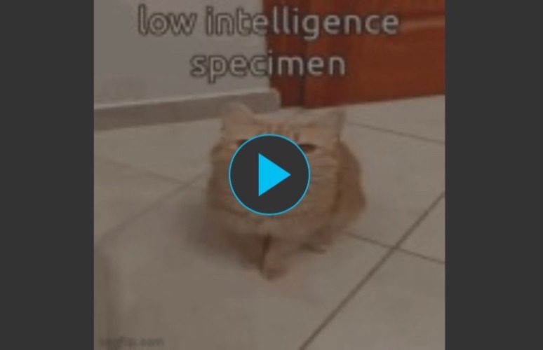 Low intelligence specimen | image tagged in low intelligence specimen | made w/ Imgflip meme maker