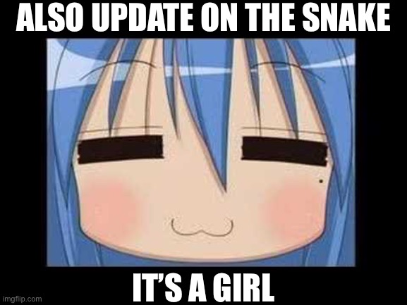 lucky star konata izumi | ALSO UPDATE ON THE SNAKE; IT’S A GIRL | image tagged in lucky star konata izumi | made w/ Imgflip meme maker