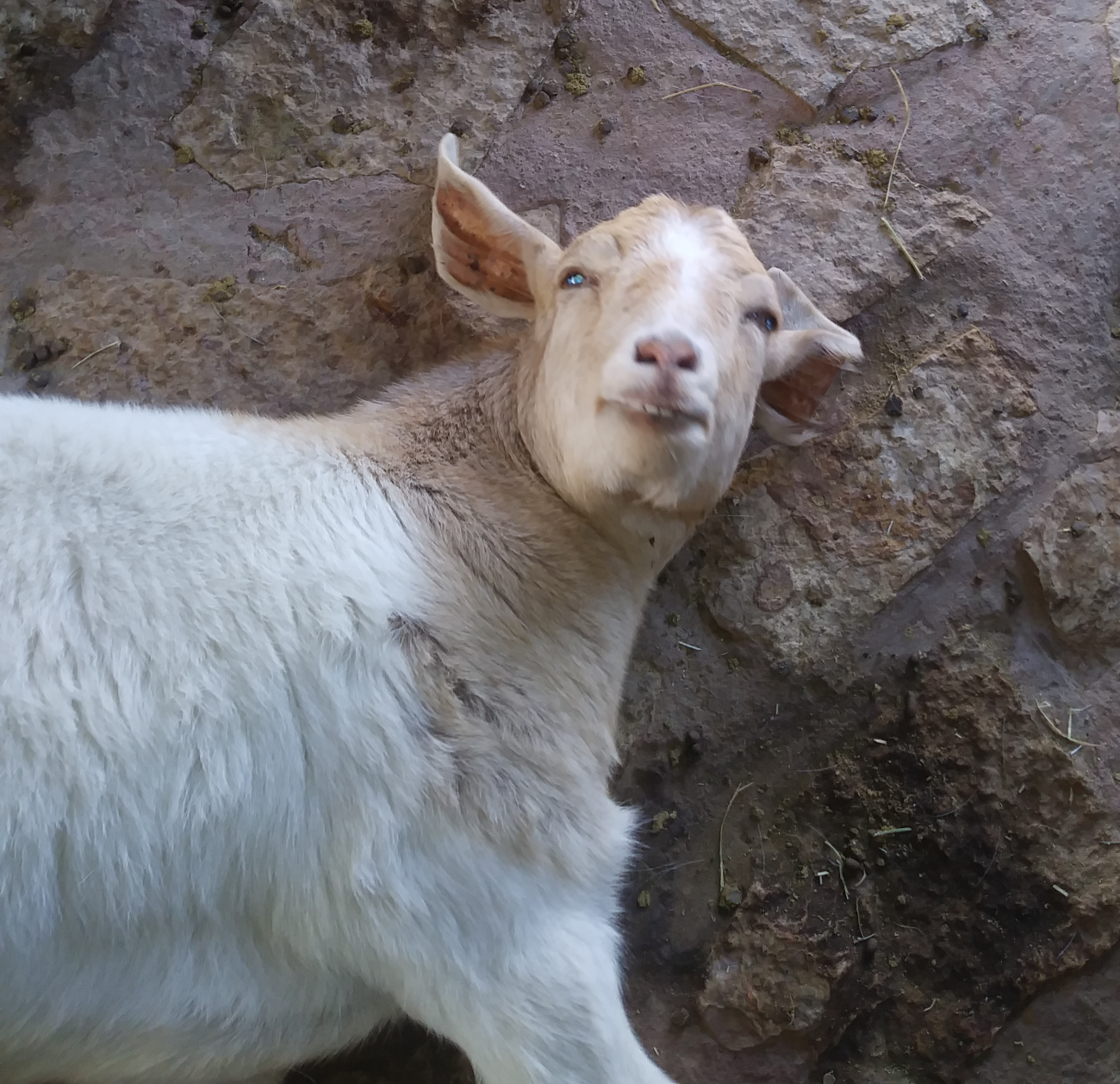 Goat Blank Meme Template