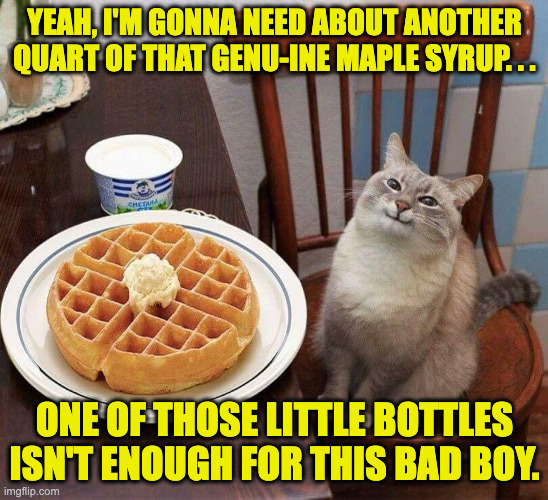 Waffle Cat | YEAH, I'M GONNA NEED ABOUT ANOTHER QUART OF THAT GENU-INE MAPLE SYRUP. . . ONE OF THOSE LITTLE BOTTLES ISN'T ENOUGH FOR THIS BAD BOY. | image tagged in pancake cat,waffle | made w/ Imgflip meme maker