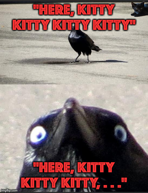 insanity crow | "HERE, KITTY KITTY KITTY KITTY" "HERE, KITTY KITTY KITTY, . . ." | image tagged in insanity crow | made w/ Imgflip meme maker