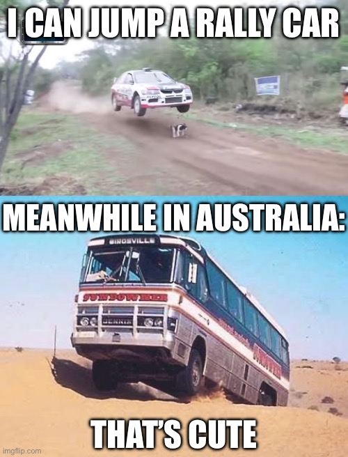 You can jump cars can you? | I CAN JUMP A RALLY CAR; MEANWHILE IN AUSTRALIA:; THAT’S CUTE | image tagged in race car fly over dog,meanwhile in australia,car,jump,bus | made w/ Imgflip meme maker