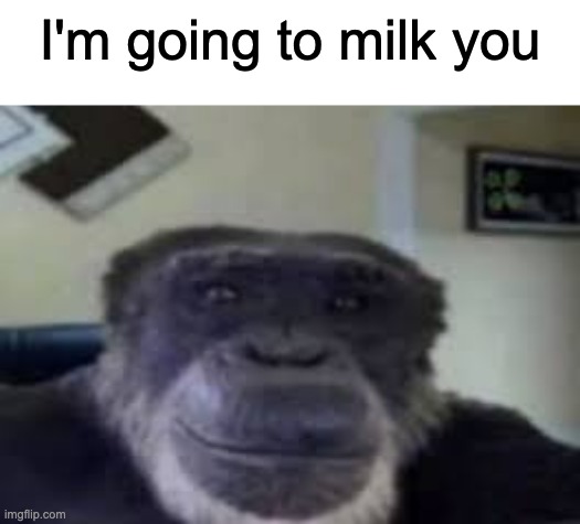 monke staring and smiling | I'm going to milk you | image tagged in monke staring and smiling | made w/ Imgflip meme maker