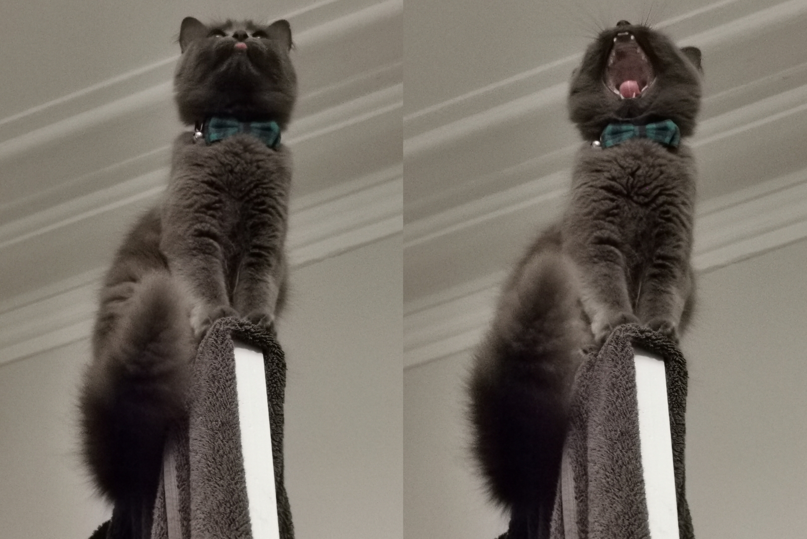 High Quality Haru cat up meme Blank Meme Template