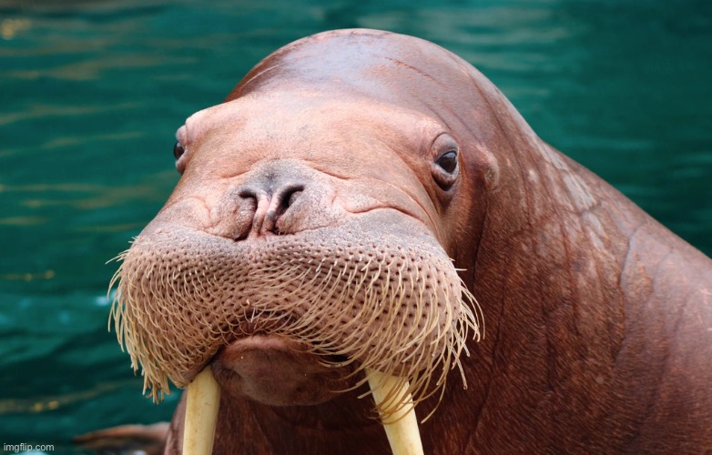 Day 6 of walrus | made w/ Imgflip meme maker