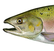 Salmon head Meme Template