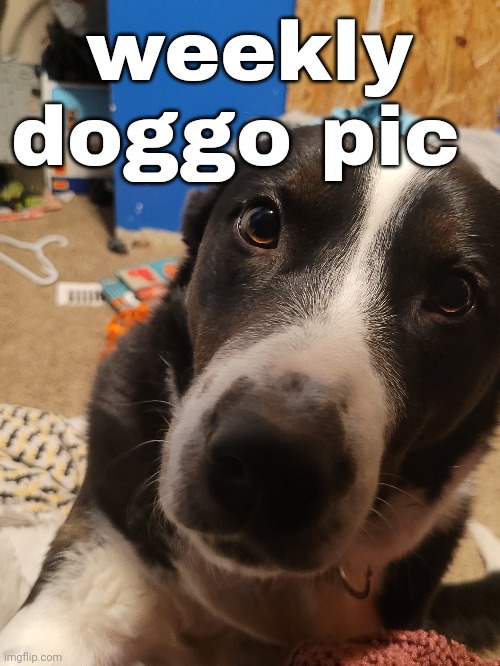 weekly doggo pic | made w/ Imgflip meme maker