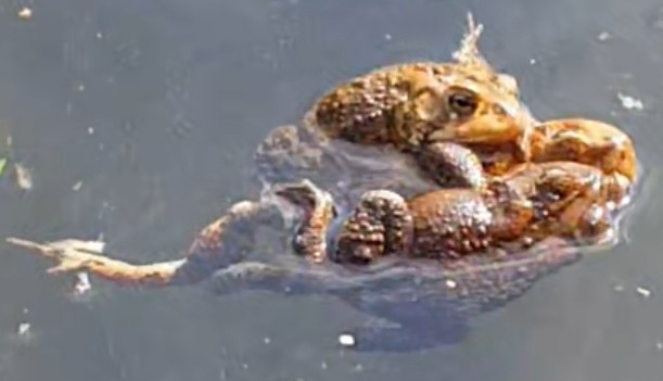 Toad sex ball Blank Meme Template