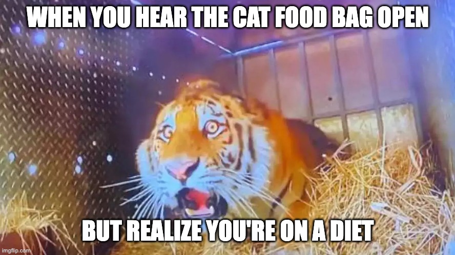 ai lol | WHEN YOU HEAR THE CAT FOOD BAG OPEN; BUT REALIZE YOU'RE ON A DIET | image tagged in shocked tiger,memes,funny,tiger,animals,ai meme | made w/ Imgflip meme maker