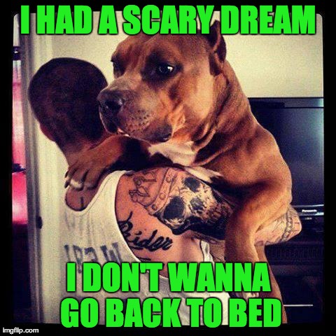 I HAD A SCARY DREAM I DON'T WANNA GO BACK TO BED | image tagged in scaredy dog | made w/ Imgflip meme maker
