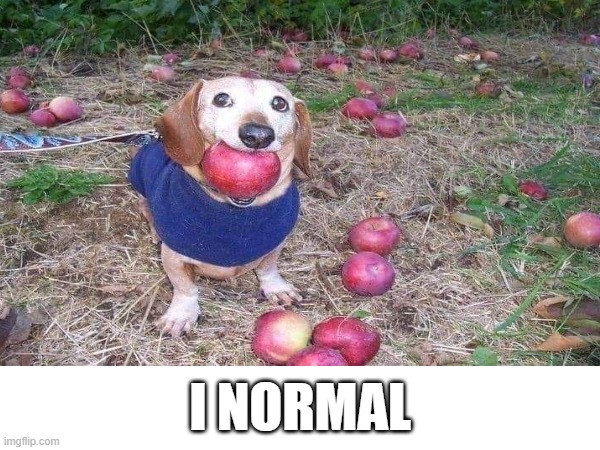 aple | I NORMAL | image tagged in memes | made w/ Imgflip meme maker