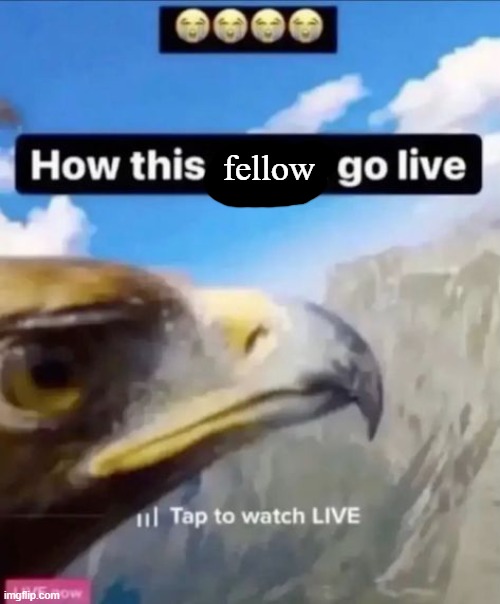 fellow | made w/ Imgflip meme maker