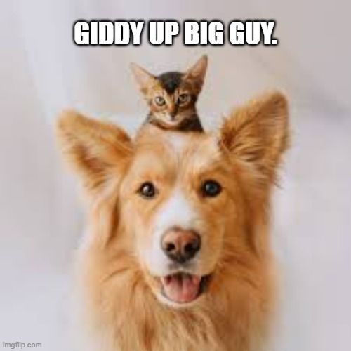 memes by brad - Cat tries to ride the dog like a horse - funny - | GIDDY UP BIG GUY. | image tagged in cats,funny,kittens,dogs,snow,humor | made w/ Imgflip meme maker