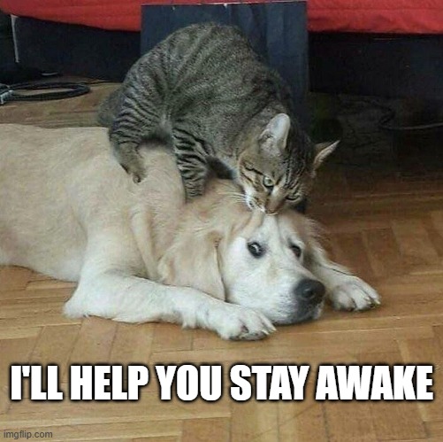 memes by Brad - Cat helps dog stay awake - funny - | I'LL HELP YOU STAY AWAKE | image tagged in cats,funny,kitten,dogs,humor,sleep | made w/ Imgflip meme maker