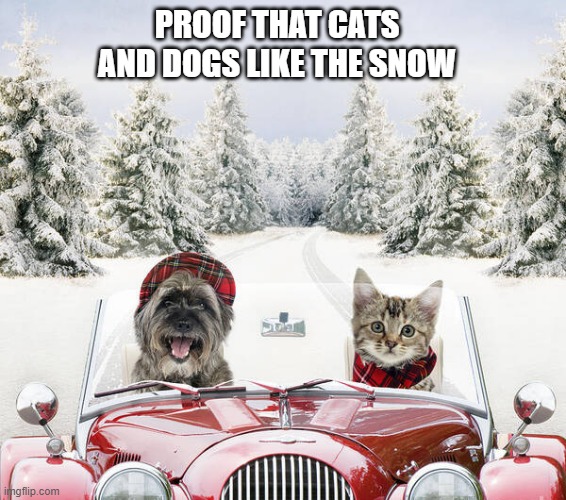 memes by Brad - Proof that cats and dogs love the snow - funny - | PROOF THAT CATS AND DOGS LIKE THE SNOW | image tagged in cats,funny,kitten,dogs,snow,humor | made w/ Imgflip meme maker