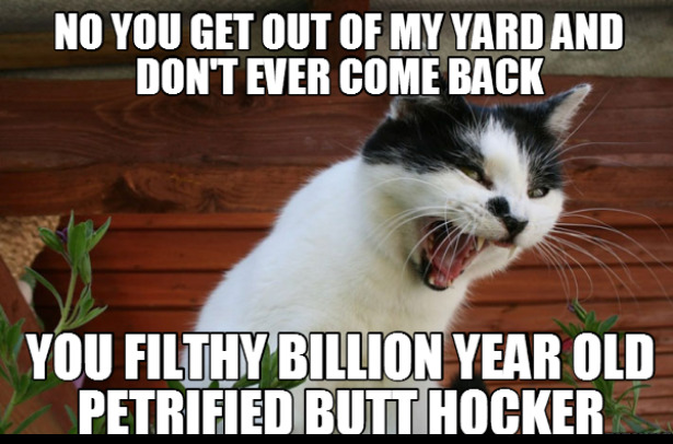 Old Hocker | image tagged in cats,funny,fun,insults,angry cat,get outta here | made w/ Imgflip meme maker