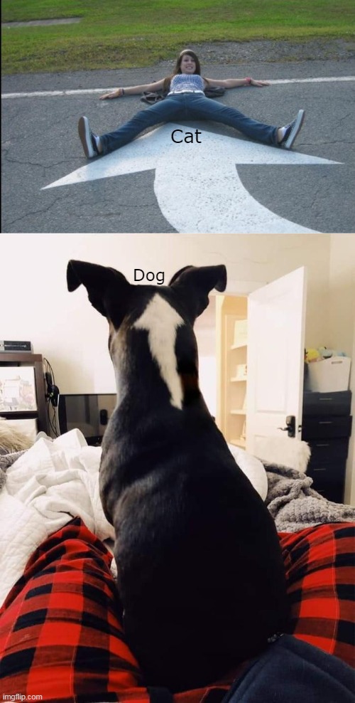 Cat Dog | made w/ Imgflip meme maker