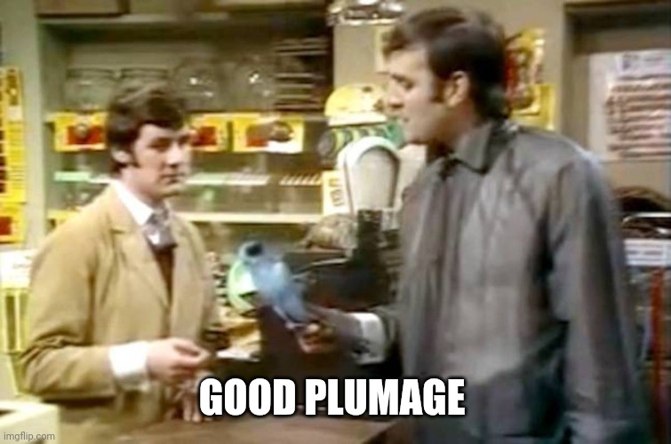 Monty python dead parrot | GOOD PLUMAGE | image tagged in monty python dead parrot | made w/ Imgflip meme maker