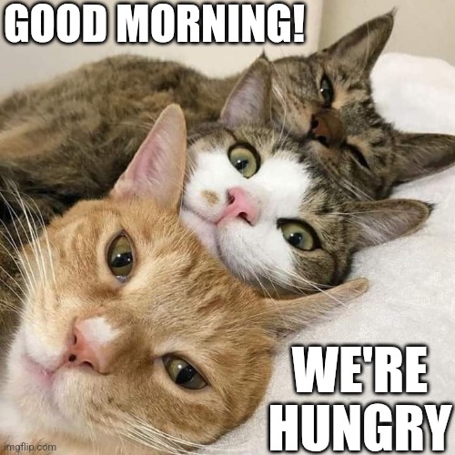 FEED US | GOOD MORNING! WE'RE HUNGRY | image tagged in cats,funny cats | made w/ Imgflip meme maker