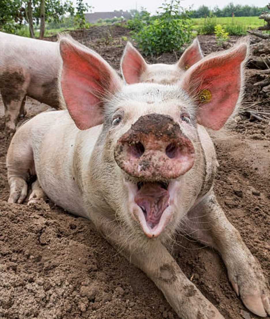 Pig Blank Meme Template