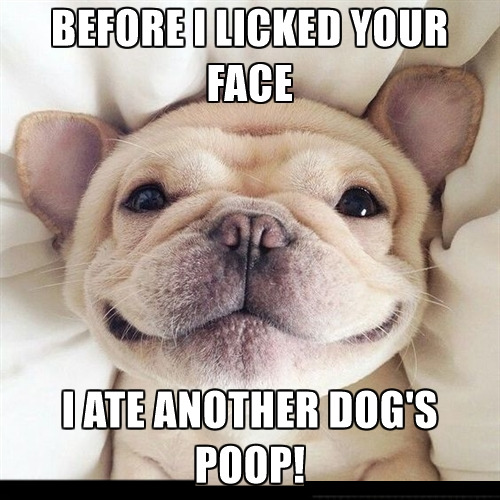 Dog Confession | image tagged in dogs,fun,funny dogs,bad dog,poop,confession | made w/ Imgflip meme maker