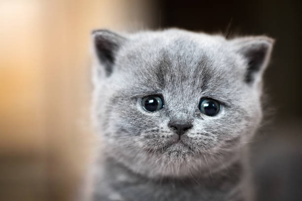 Sad kitten Blank Meme Template
