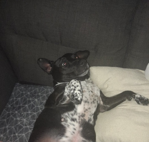 My dog | made w/ Imgflip meme maker