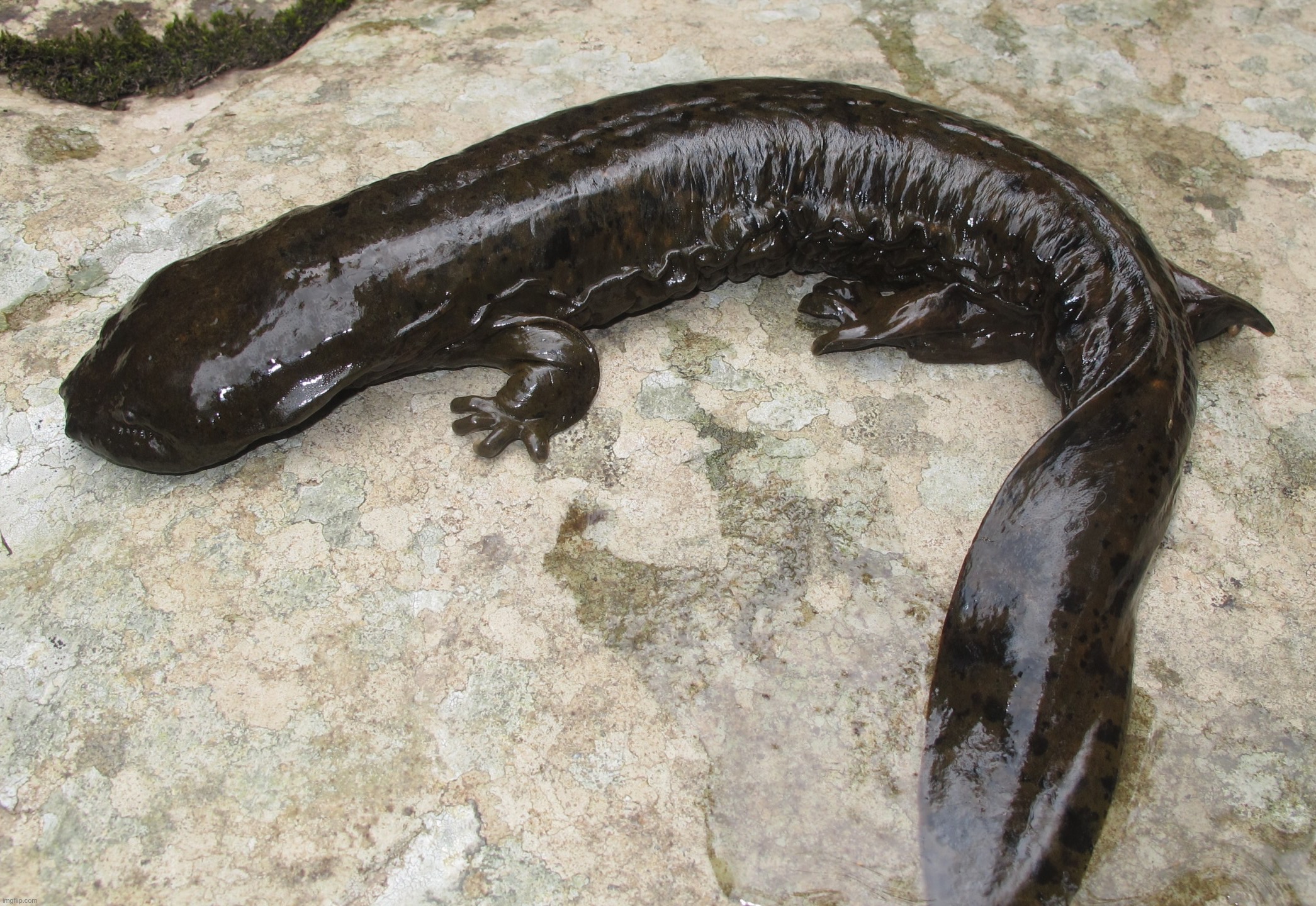 Eastern Hellbender | made w/ Imgflip meme maker