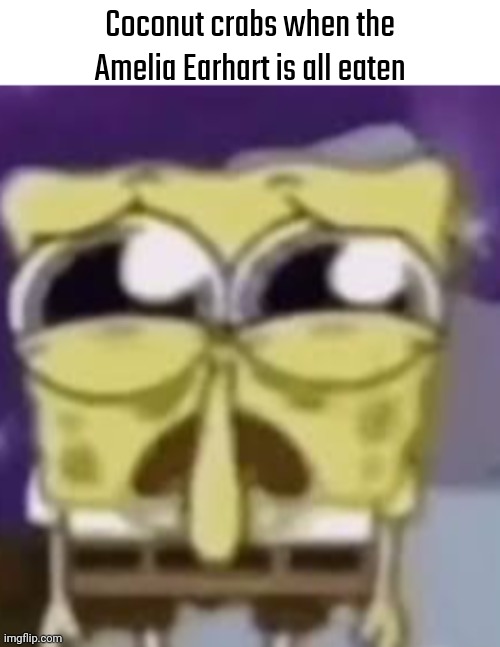the skrunkly bunky | Coconut crabs when the Amelia Earhart is all eaten | image tagged in the skrunkly bunky | made w/ Imgflip meme maker
