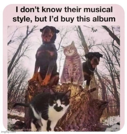 The Animals | image tagged in cute,funny,animals,humor,funny memes,memes | made w/ Imgflip meme maker