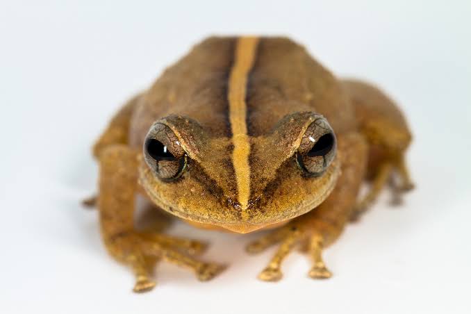 Coqui frog Blank Meme Template