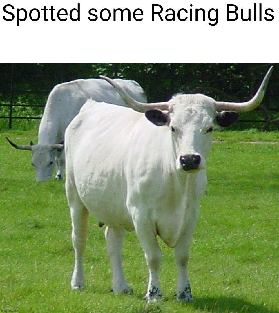 Spotted some Racing Bulls | image tagged in formula 1,racing,bulls,team,white | made w/ Imgflip meme maker