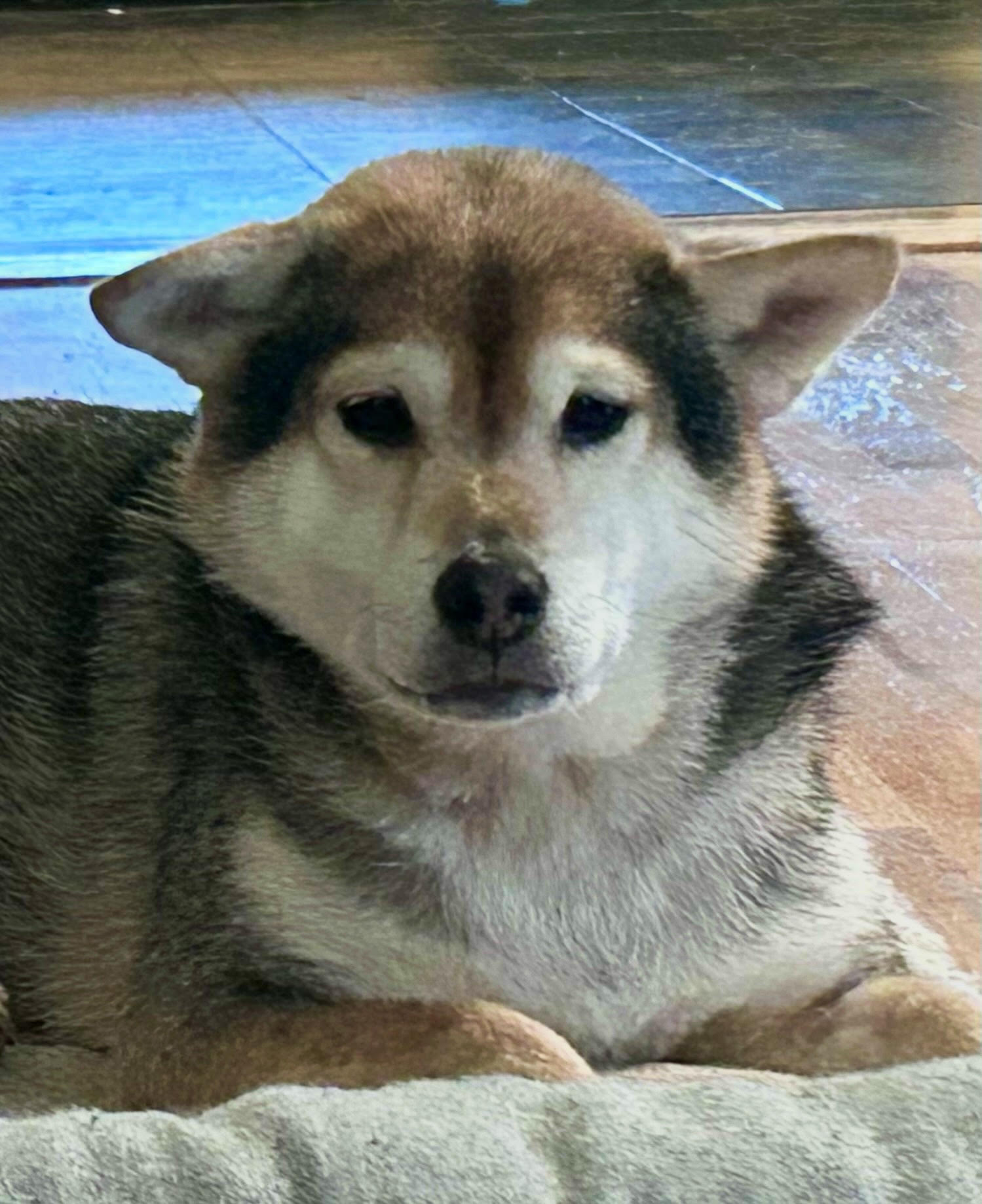 Yoda Doge Blank Meme Template