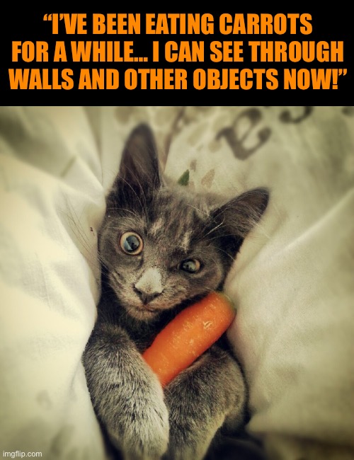 Eating carrots is good for a kitty’s eyes… maybe too good… | “I’VE BEEN EATING CARROTS FOR A WHILE… I CAN SEE THROUGH WALLS AND OTHER OBJECTS NOW!” | image tagged in cats | made w/ Imgflip meme maker