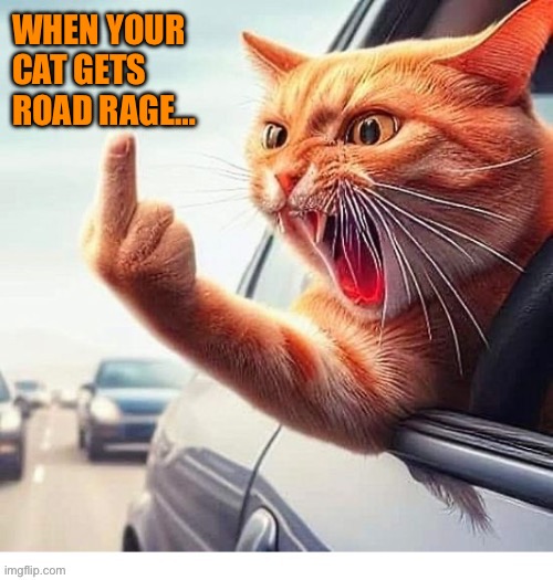 He has anger management issues… | WHEN YOUR 
CAT GETS
ROAD RAGE… | image tagged in angry cat | made w/ Imgflip meme maker