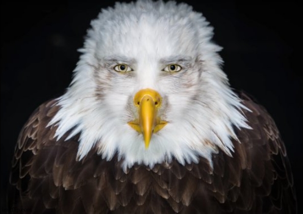 Bald Eagle Stare | image tagged in bald eagle stare | made w/ Imgflip meme maker