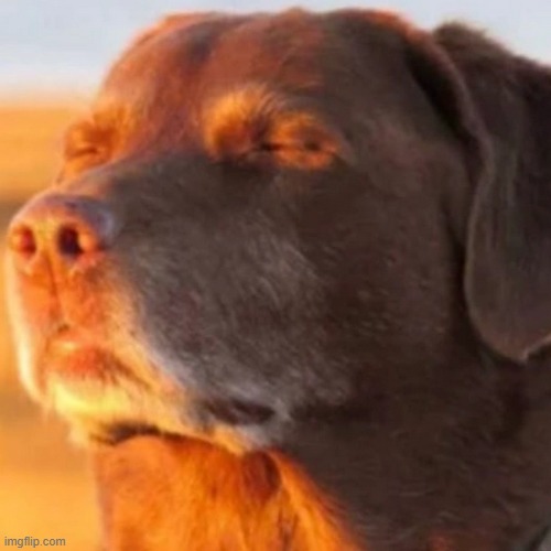 that feeling when your one of the most least controversal users on the stream | image tagged in relaxed dog | made w/ Imgflip meme maker