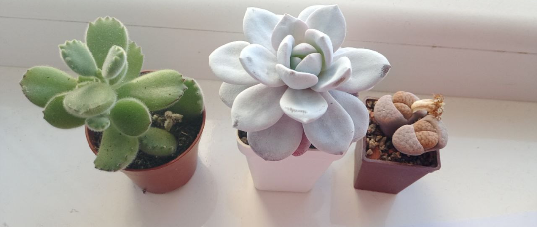 Succulents. Blank Meme Template