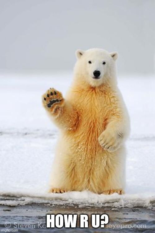 HOW R U? | image tagged in hello polar bear | made w/ Imgflip meme maker
