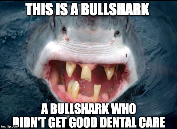 Bullsharks have bad Dental Care | THIS IS A BULLSHARK; A BULLSHARK WHO DIDN'T GET GOOD DENTAL CARE | image tagged in bullsharks | made w/ Imgflip meme maker