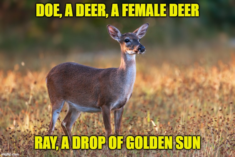 DOE, A DEER, A FEMALE DEER RAY, A DROP OF GOLDEN SUN | made w/ Imgflip meme maker