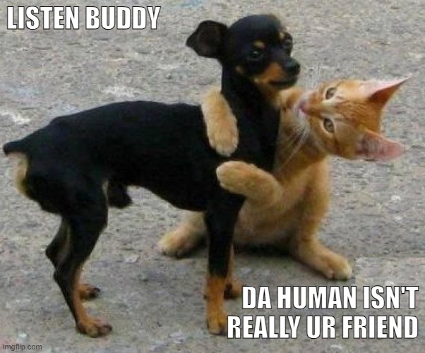 Catdog | LISTEN BUDDY; DA HUMAN ISN'T REALLY UR FRIEND | image tagged in cats,dogs,catdog,funny memes,funny cats | made w/ Imgflip meme maker