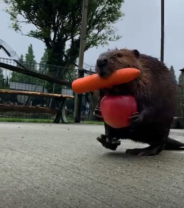 beaver took my carrot & fruit Blank Meme Template