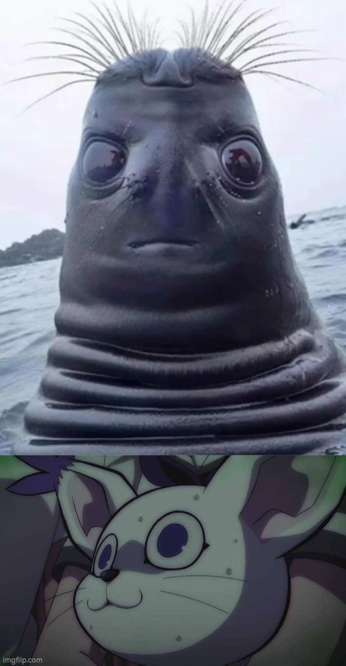 And they say Seal are cute... | image tagged in seal,scared | made w/ Imgflip meme maker