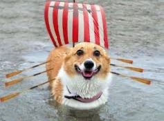 CORGO SHIP Blank Meme Template