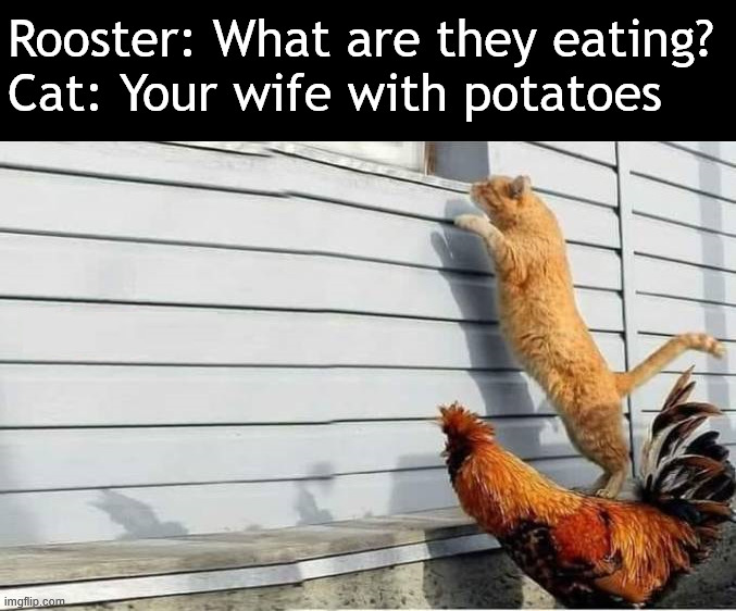 Chicken too good | Rooster: What are they eating?
Cat: Your wife with potatoes | image tagged in dark humor | made w/ Imgflip meme maker