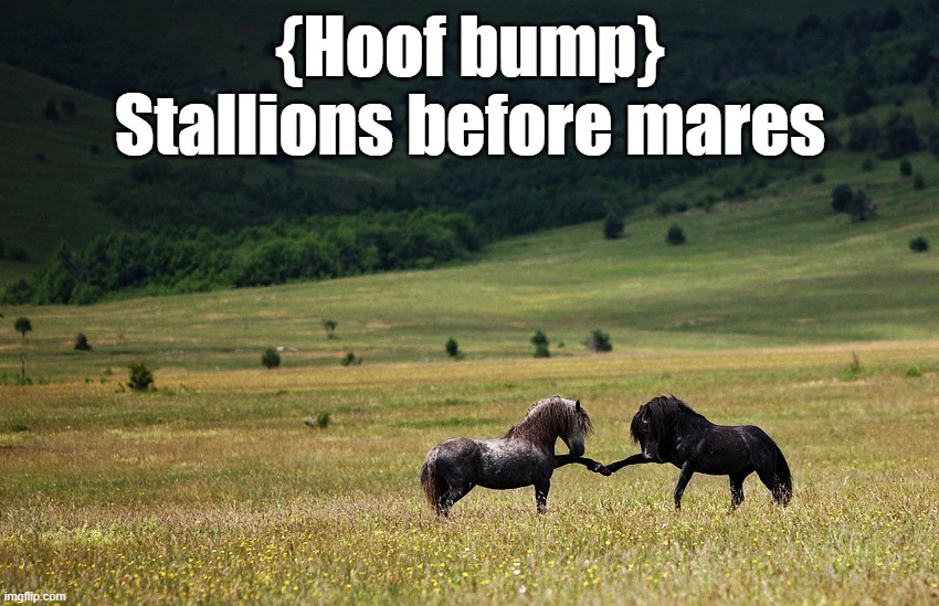 Bros before .... | {Hoof bump}
Stallions before mares | image tagged in bros | made w/ Imgflip meme maker