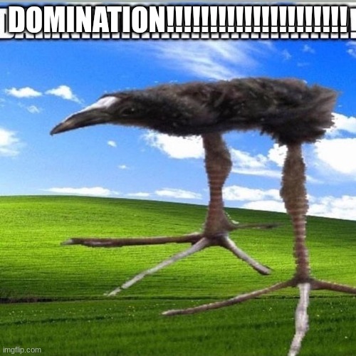 DAMN!!!!!!!!!!!!!!!!!!!!!!!!!!!! | DOMINATION!!!!!!!!!!!!!!!!!!!!! | image tagged in damn | made w/ Imgflip meme maker